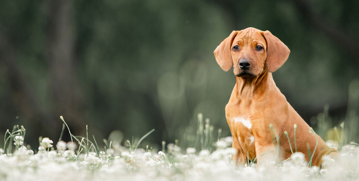 1b%20main%20image%201%201