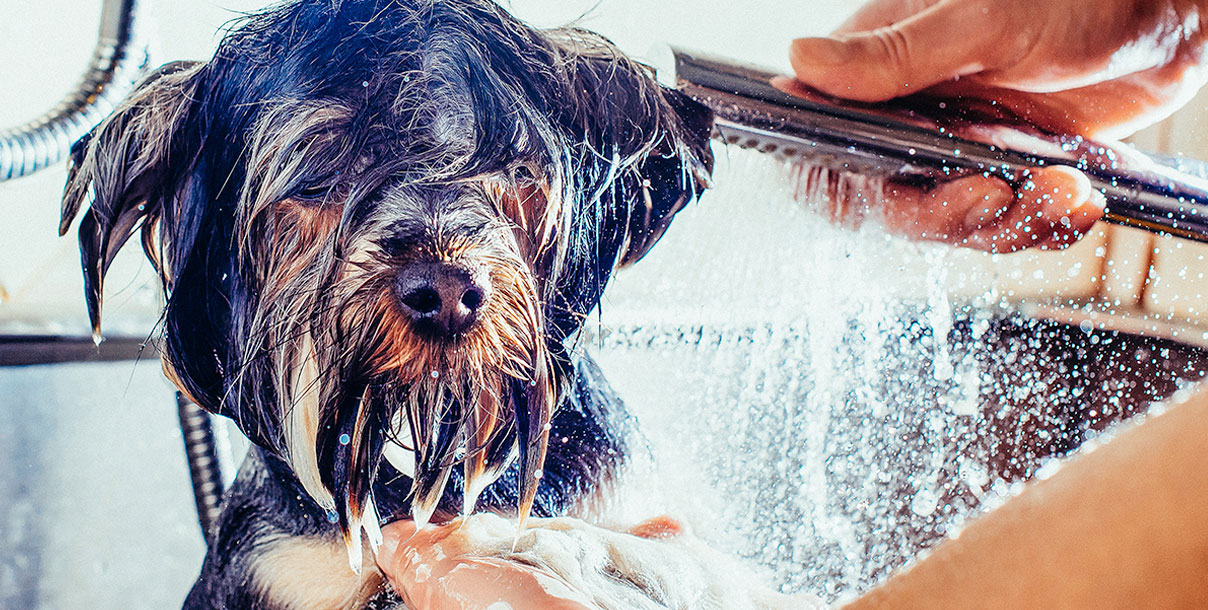 1a%20main%20image%201